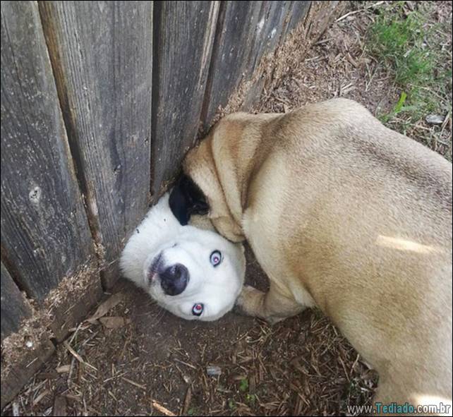 cachorros-desesperado-dizer-oi-12