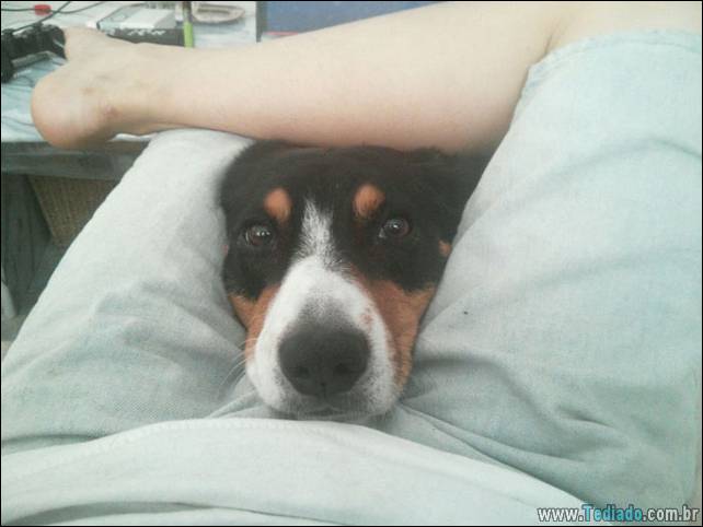 cachorros-desesperado-dizer-oi-14