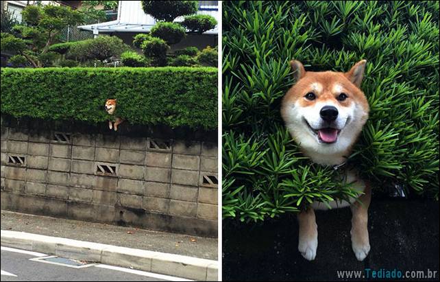 cachorros-desesperado-dizer-oi-16