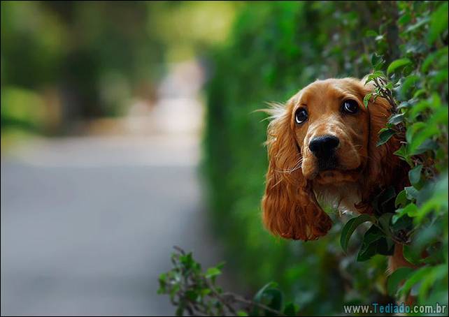 cachorros-desesperado-dizer-oi-18