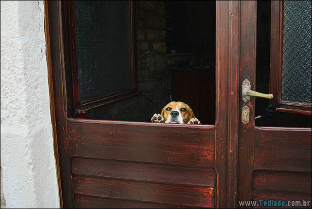 cachorros-desesperado-dizer-oi-21