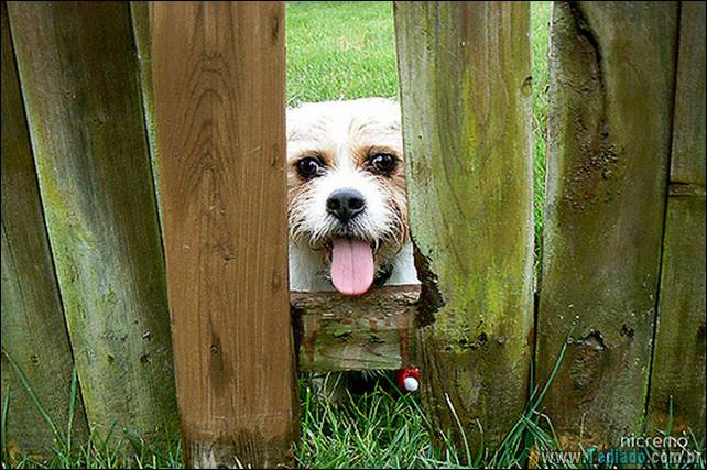 cachorros-desesperado-dizer-oi-24