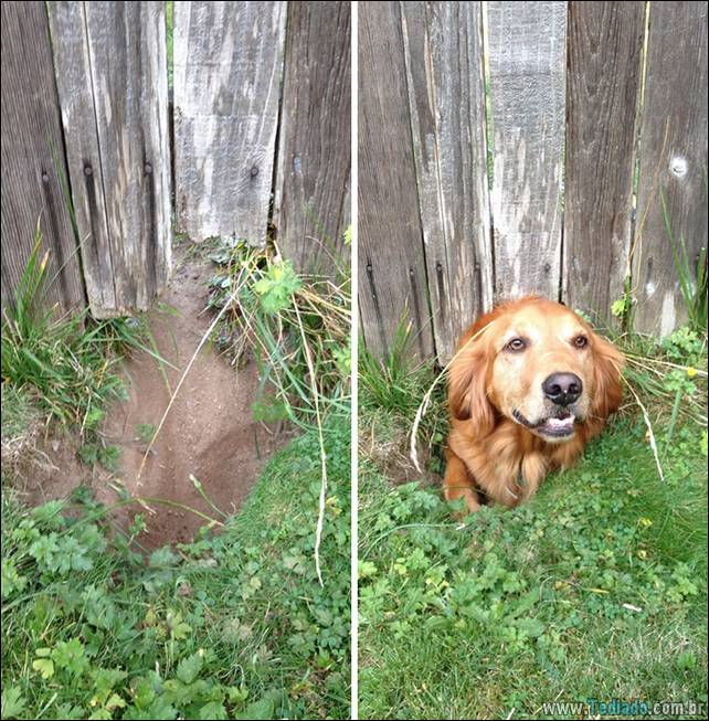 cachorros-desesperado-dizer-oi-26