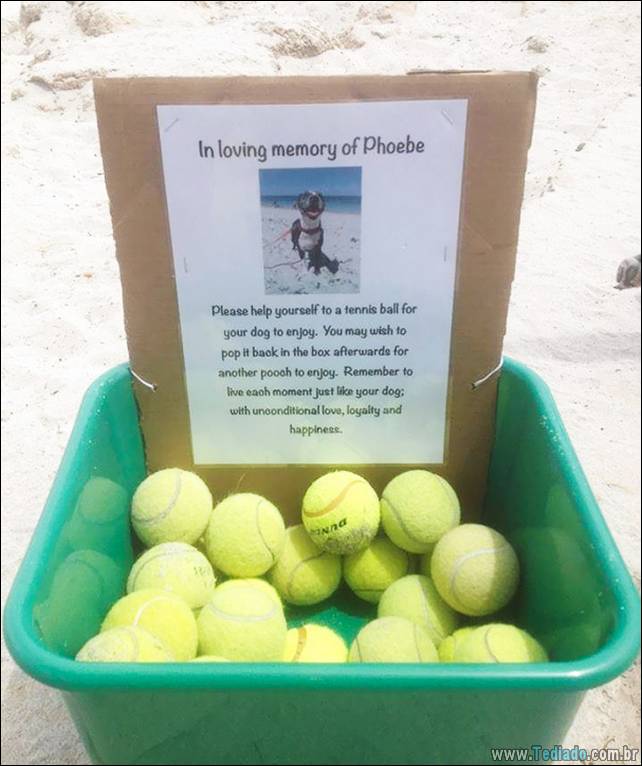 cachorros-e-suas-ideias-malucas-01