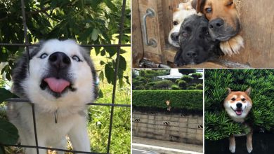 30 cachorros desesperado que só queria dizer Oi 33