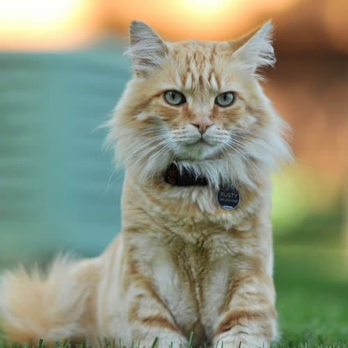 O que você prefere #08 - Cachorro ou Gato 2