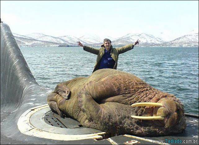 coisas-loucas-grandes-mundo-09