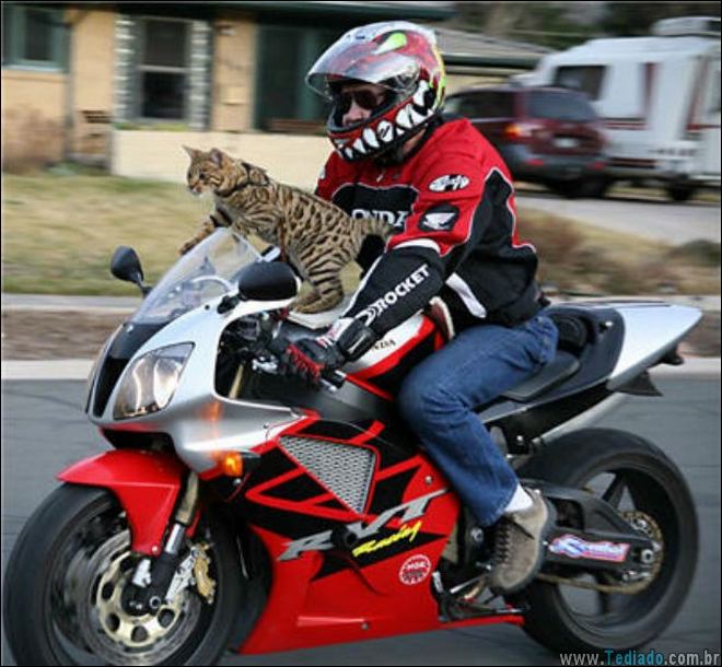 coisas-malucas-moto-11