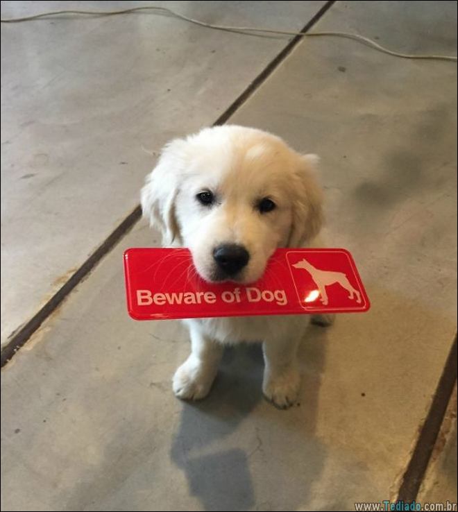 cuidado-com-o-cao-01
