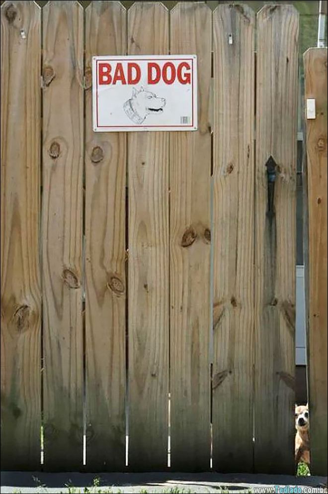 cuidado-com-o-cao-15