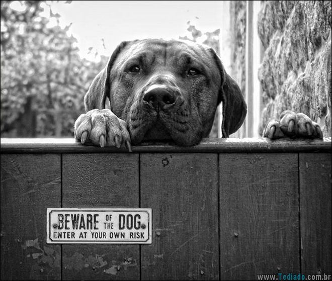 cuidado-com-o-cao-18