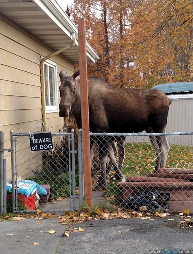 cuidado-com-o-cao-19