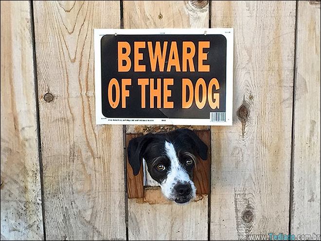 cuidado-com-o-cao-20