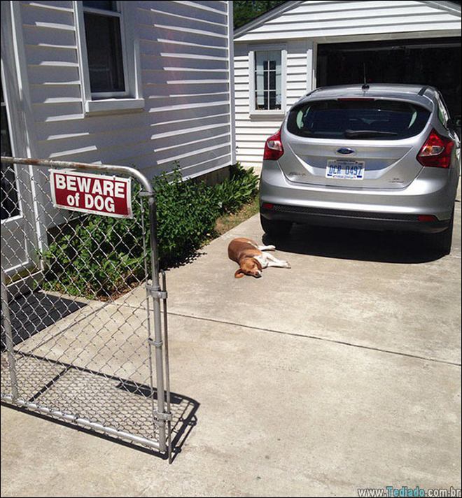 cuidado-com-o-cao-21