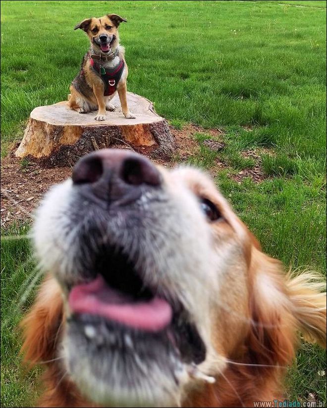 animais-em-momentos-engracados-01