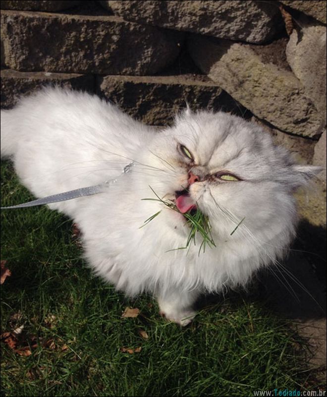 animais-em-momentos-engracados-02