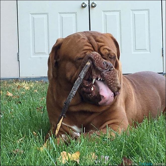 animais-em-momentos-engracados-03