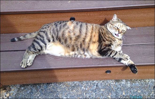 animais-em-momentos-engracados-04