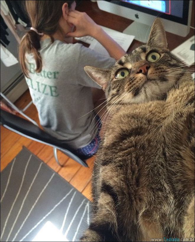 animais-em-momentos-engracados-06