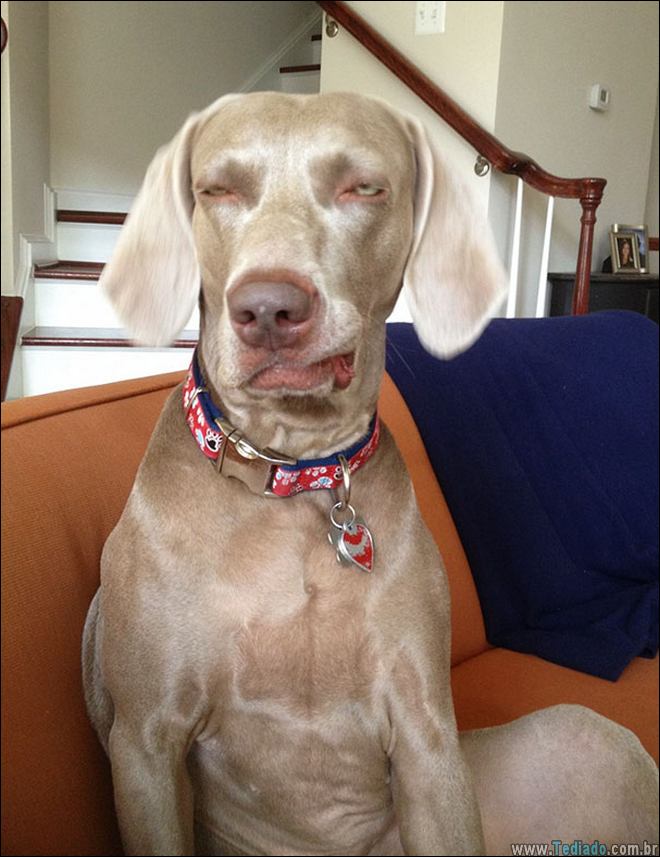 animais-em-momentos-engracados-09