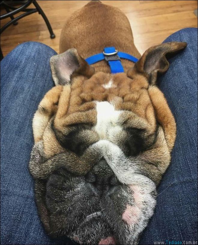 animais-em-momentos-engracados-11