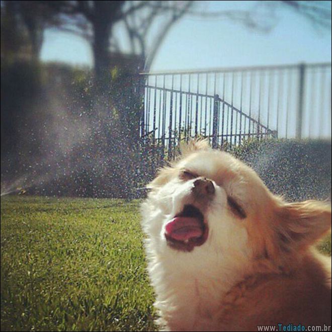 animais-em-momentos-engracados-12