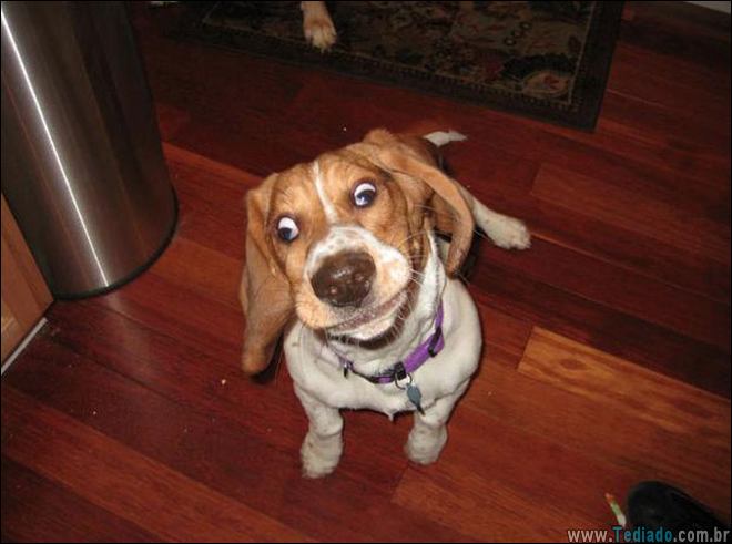 animais-em-momentos-engracados-14