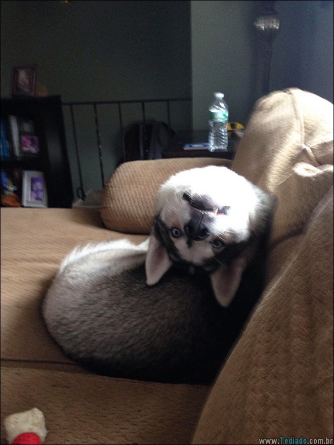 animais-em-momentos-engracados-16