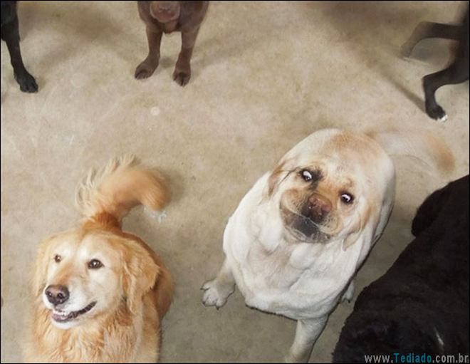 animais-em-momentos-engracados-17