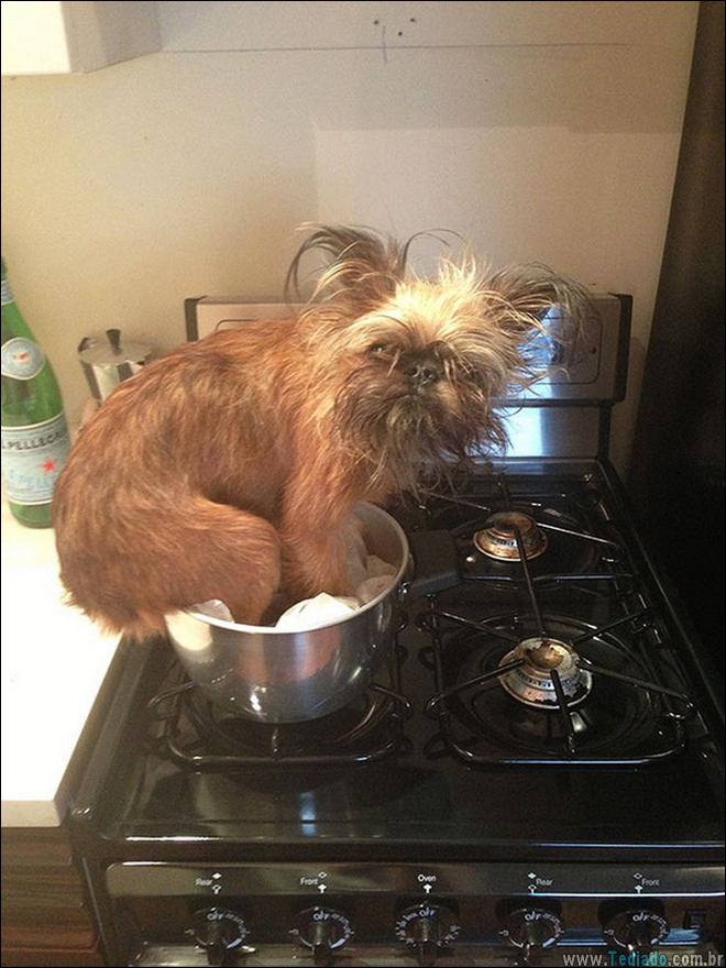 animais-em-momentos-engracados-19