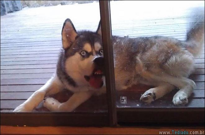 animais-em-momentos-engracados-20