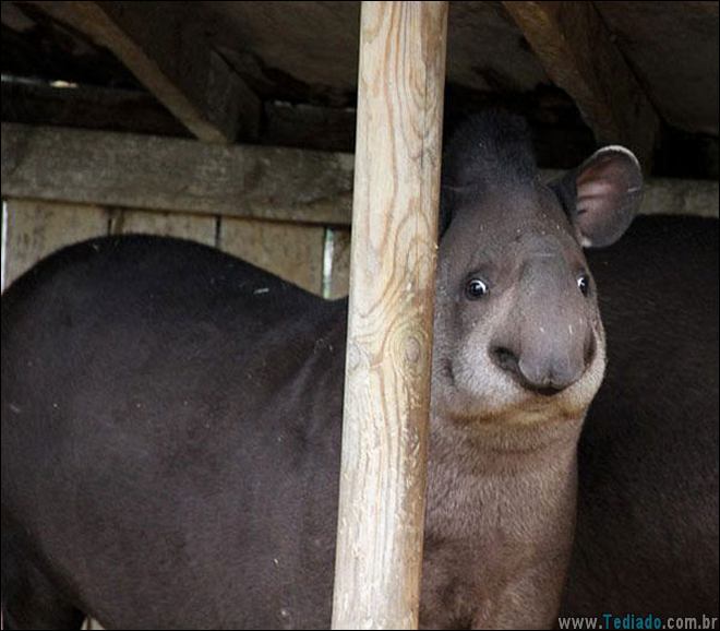 animais-em-momentos-engracados-25