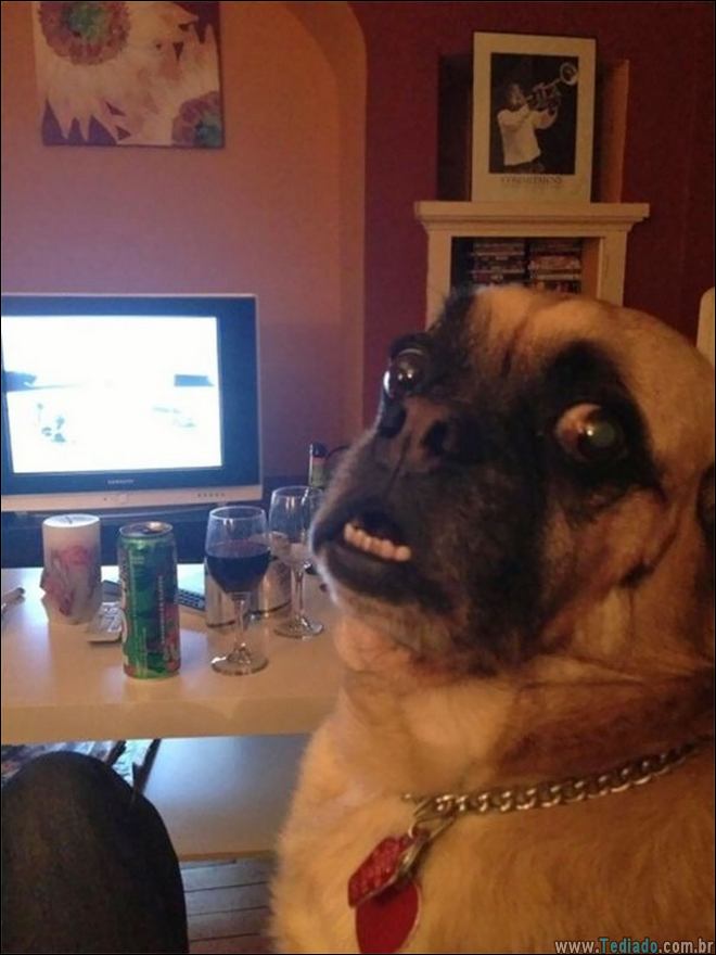 animais-em-momentos-engracados-31