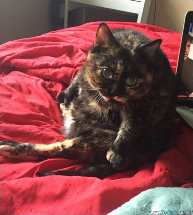 animais-em-momentos-engracados-33