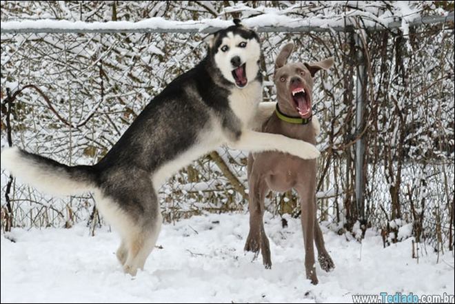 animais-em-momentos-engracados-34