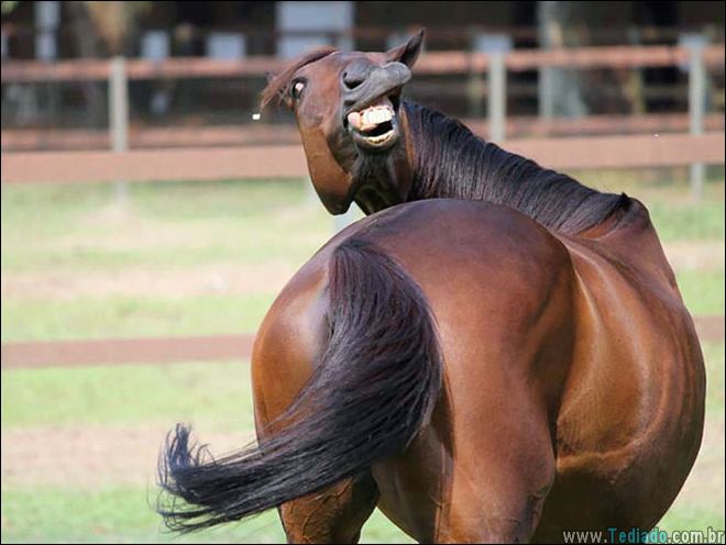 animais-em-momentos-engracados-37