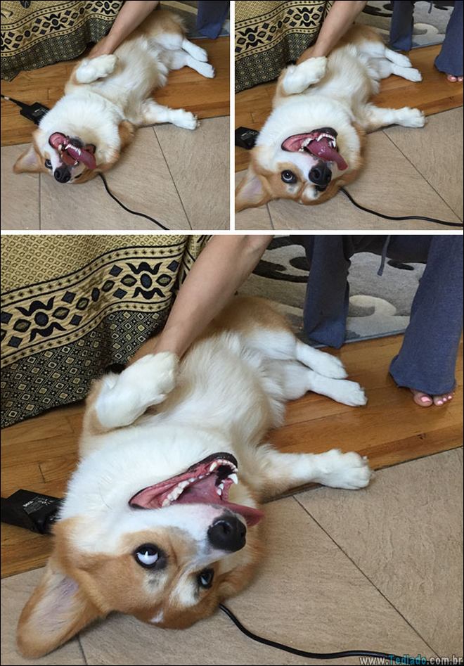 animais-em-momentos-engracados-39