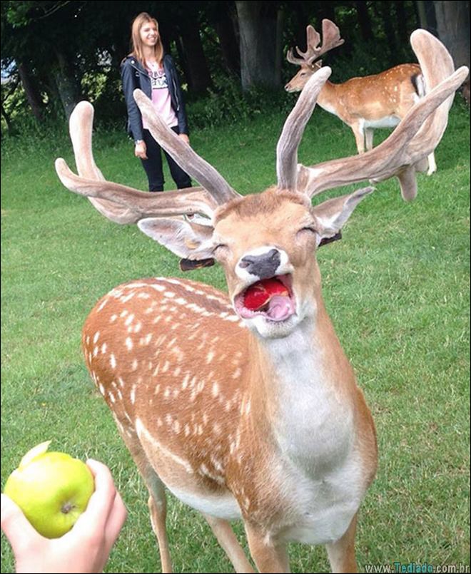 animais-em-momentos-engracados-40