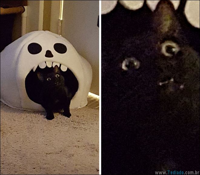 animais-em-momentos-engracados-41