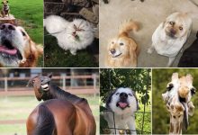 41 animais em momentos hilários que vai fazer você rir 5