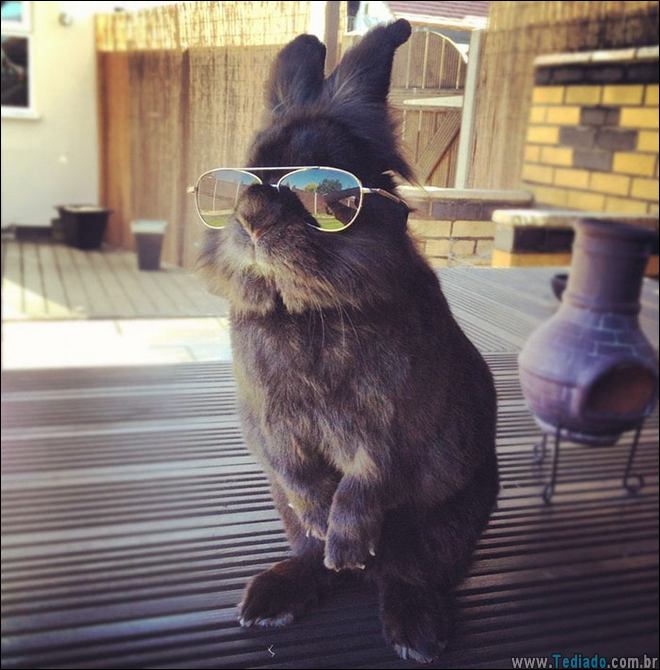 coelho-oculos-de-sol-01