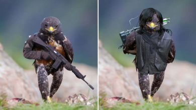 Esse falcão provocou a maior batalha de Photoshops da internet (21 fotos) 19