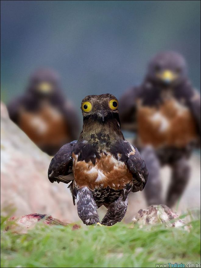 falcao-photoshop-internet-05