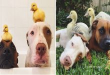 25 Antes e depois de animais que cresceu juntos 10