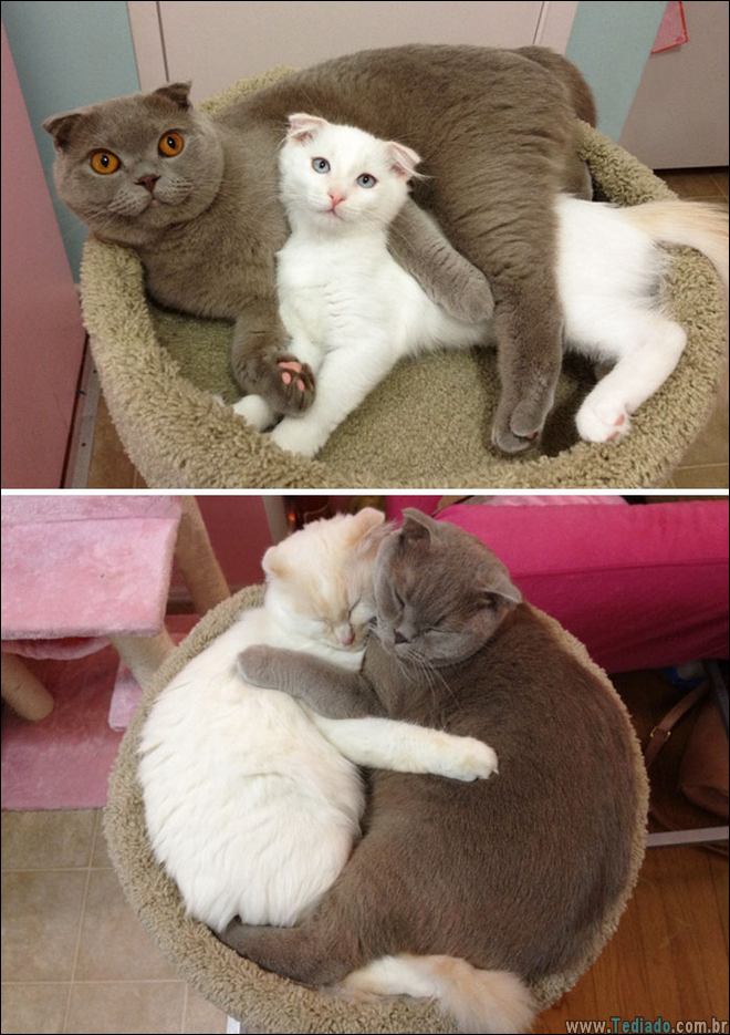 25 Antes e depois de animais que cresceu juntos 1