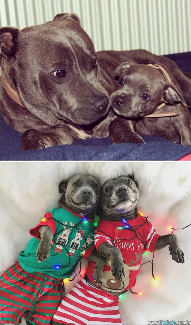 25 Antes e depois de animais que cresceu juntos 2