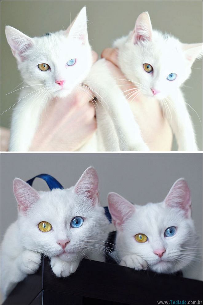25 Antes e depois de animais que cresceu juntos 3