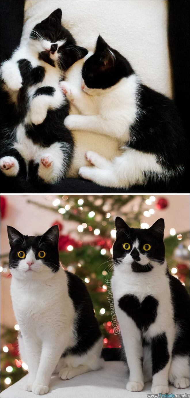 25 Antes e depois de animais que cresceu juntos 4