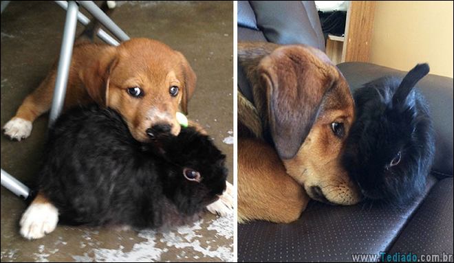 25 Antes e depois de animais que cresceu juntos 5