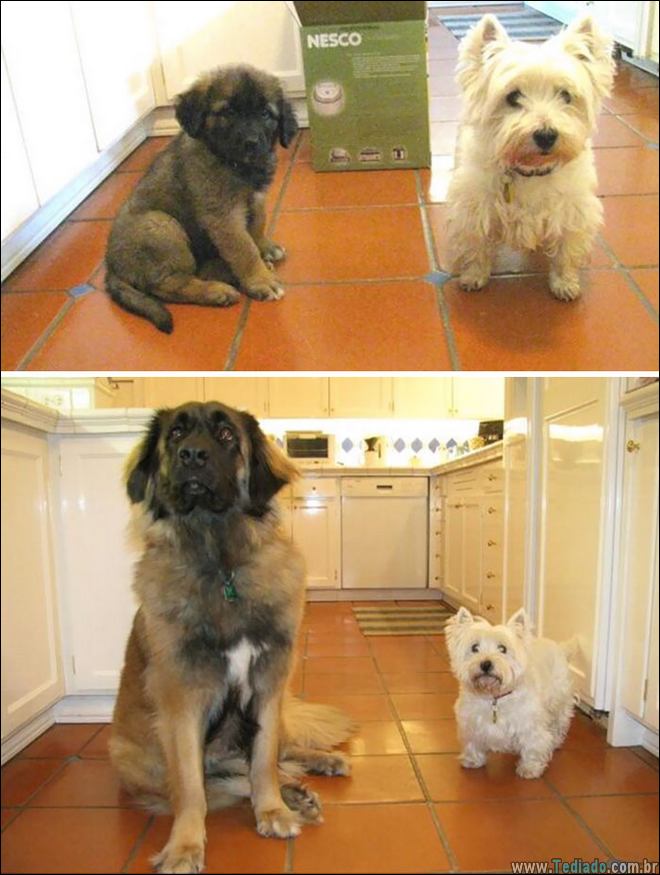 25 Antes e depois de animais que cresceu juntos 6
